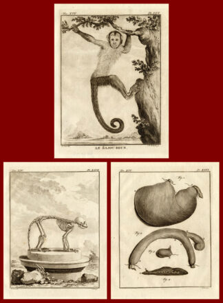 3 Antique Prints-SET-CEBUS-MONKEY-ANATOMY-Buffon-1772