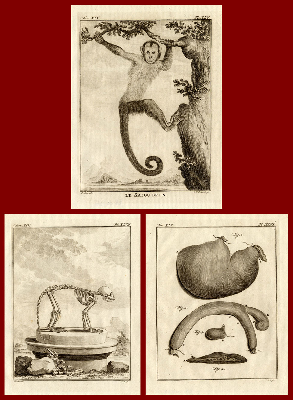 , 3 Antique Prints-SET-CEBUS-MONKEY-ANATOMY-Buffon-1772, Pictura Antique Prints