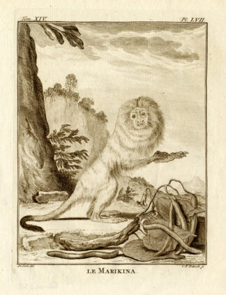 Antique Print-MONKEY-MARIKINA-Buffon-1772