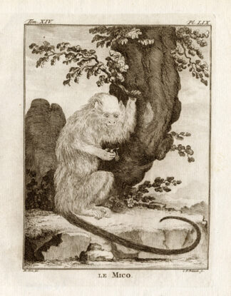 Antique Print-MONKEY-MICO-Buffon-1772