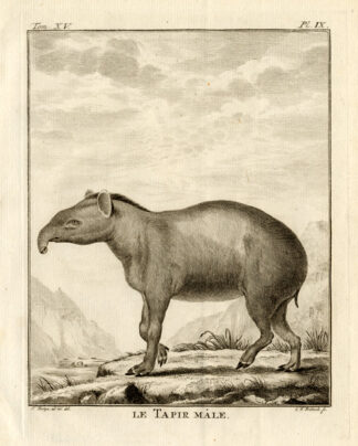 Antique Print-MALE-TAPIR-Buffon-1772