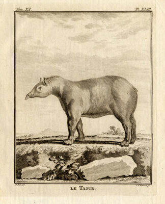 Antique Print-TAPIR-Buffon-1772