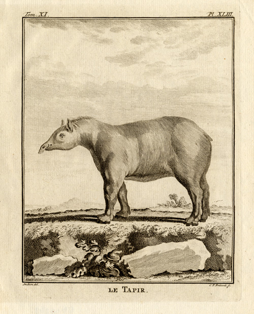 , Antique Print-TAPIR-Buffon-1772, Pictura Antique Prints