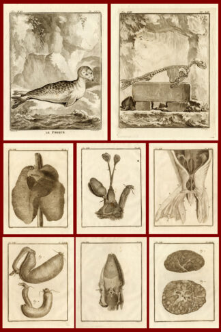 8 Antique Prints -SEAL-ANATOMY-Buffon-1772