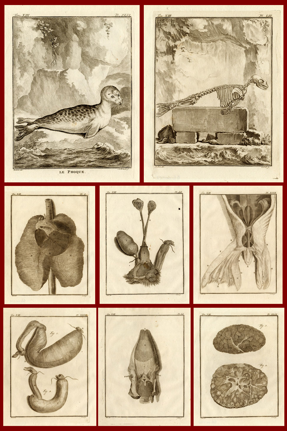 , 8 Antique Prints -SEAL-ANATOMY-Buffon-1772, Pictura Antique Prints