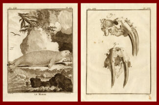 2 Antique Prints-MORSE-WALRUS-TOOTH-Buffon-1772