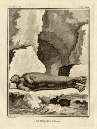 Antique Print-SEAL-Buffon-1772
