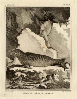 Antique Print-HARBOR-SEAL-Buffon-1772