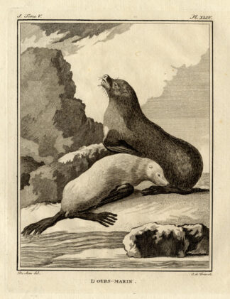 Antique Print-FUR-SEAL-Buffon-1772