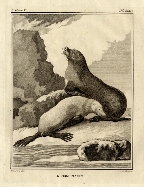 , Antique Print-FUR-SEAL-Buffon-1772, Pictura Antique Prints