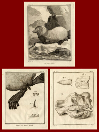 3 Antique Prints-SET-SEA-LION-ANATOMY-Buffon-1772