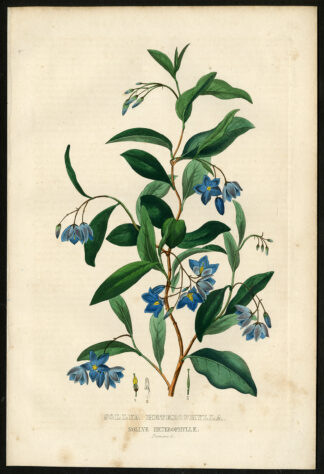 Antique Print-BLUEBELL CREEPER-SOLLYA-SOLLYE-Drapiez-1853