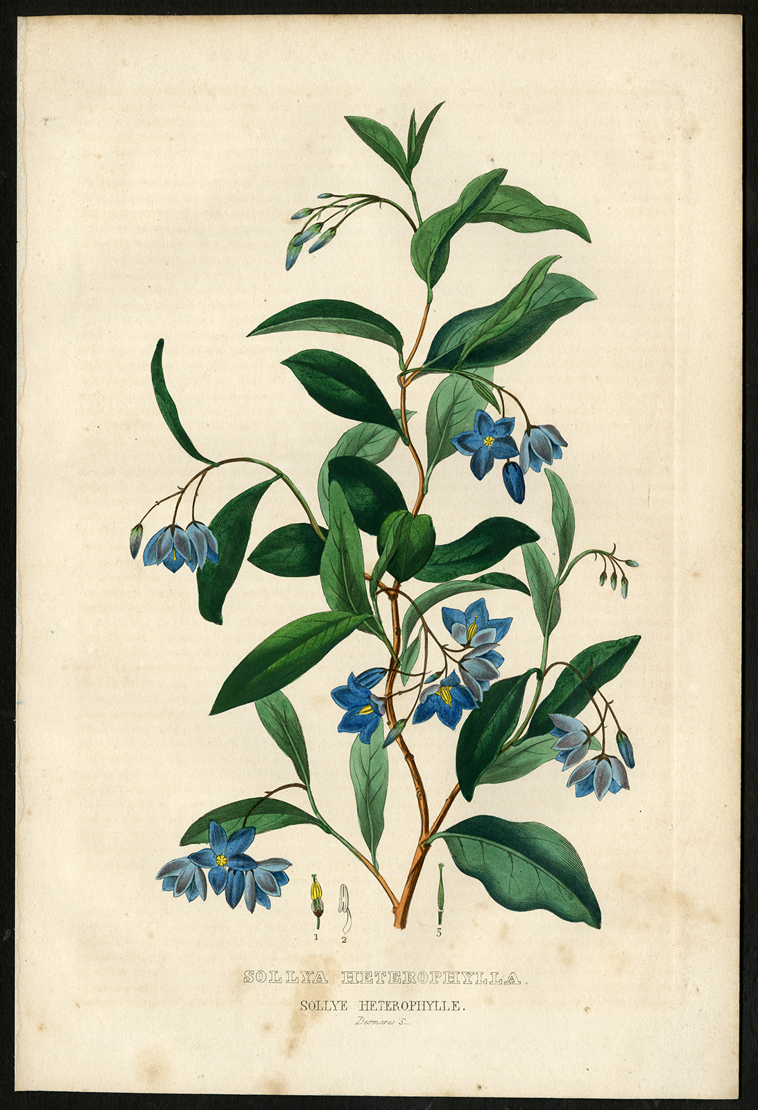 , Antique Print-BLUEBELL CREEPER-SOLLYA-SOLLYE-Drapiez-1853, Pictura Antique Prints