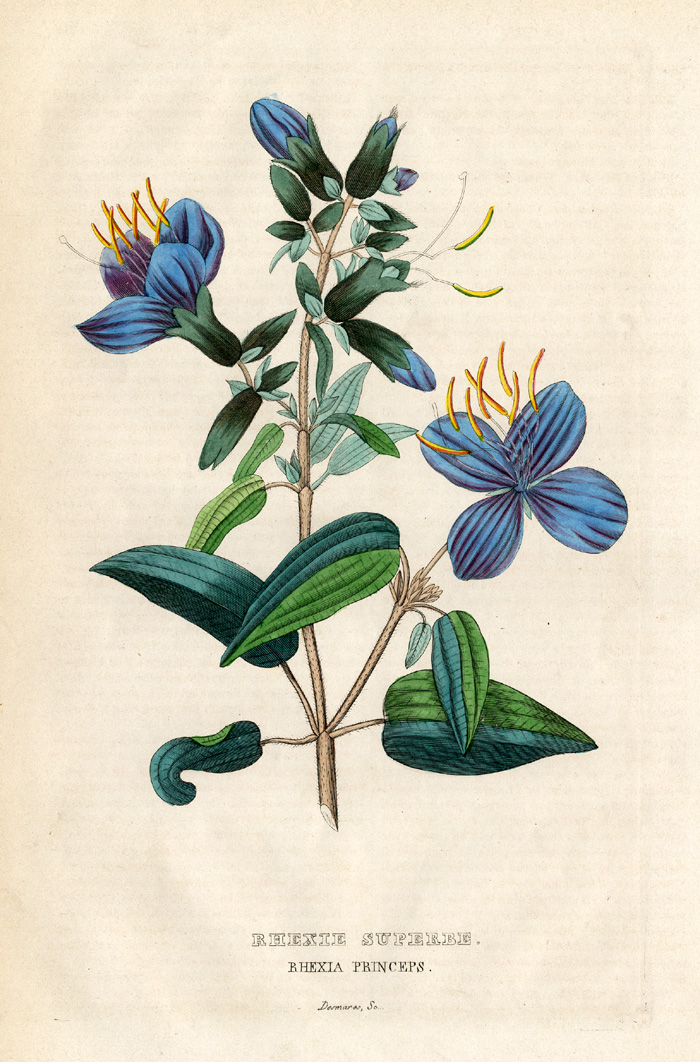 , Antique Print-DEER GRASS-MEADOW BEAUTY-Drapiez-1853, Pictura Antique Prints