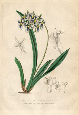 Antique Print-ORCHID-ONCIDIUM-Drapiez-1853