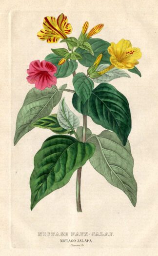 -NICTAGO JALAPA-MARVEL OF PERU-Drapiez-1853