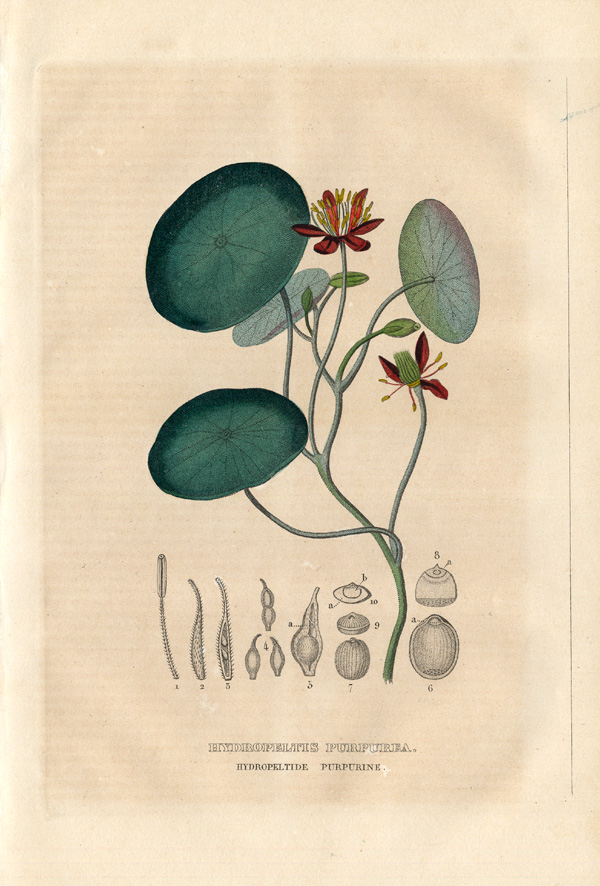 , Antique Print-HYDROPELTIS-PURPLE FOXGLOVE-Drapiez-1853, Pictura Antique Prints