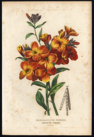Antique Print-CHEIRANTHUS-AEGEAN WALLFLOWER-Drapiez-1853