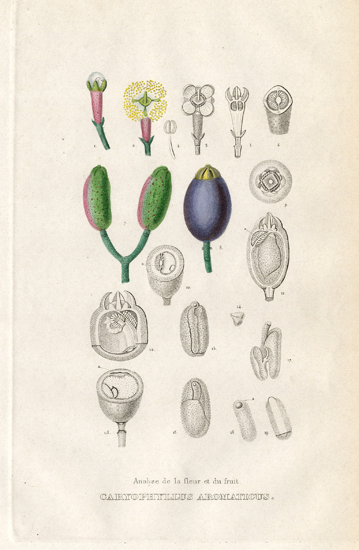 2-Antique Prints-CARYOPHILUS-CLOVES-Drapiez-1853 - Image 3
