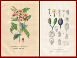 2-Antique Prints-CARYOPHILUS-CLOVES-Drapiez-1853