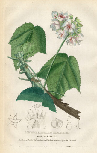 Antique Print-DOMBEYAS REFLEXA-Drapiez-1853