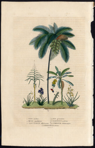 Antique Print-ORCHID-IRIS-PALM-Drapiez-1853