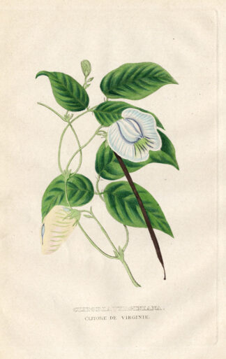 Antique Print-BUTTERFLY PEA-CLITORIA VIRGINIANA-Drapiez-1853