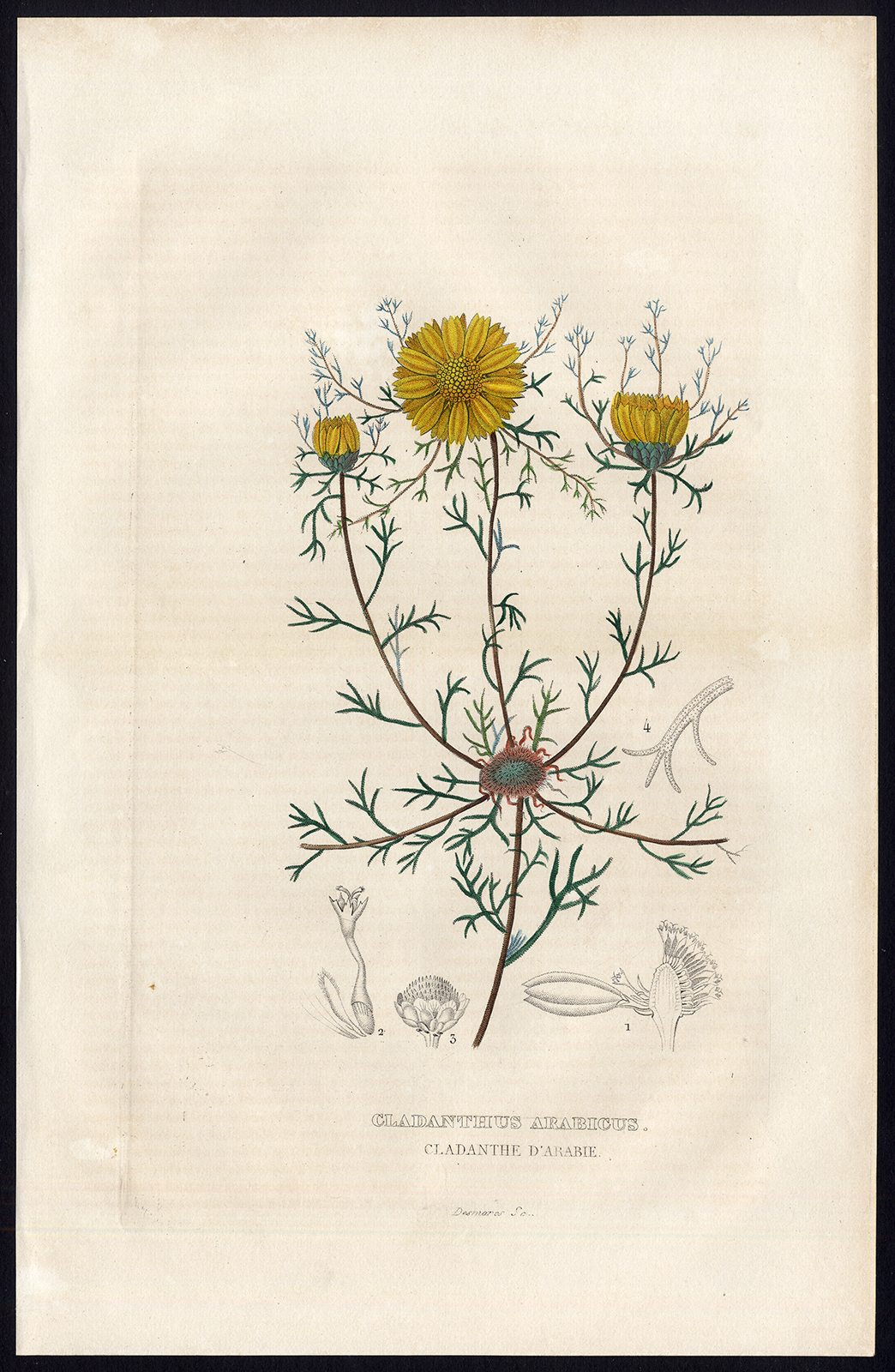 , Antique Print-PALM SPRINGS DAISY-CLADANTHUS-Drapiez-1853, Pictura Antique Prints