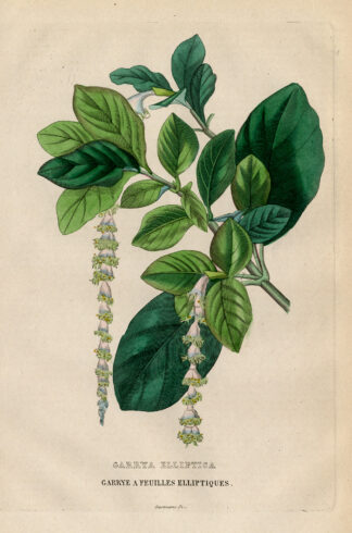 Antique Print-SILK TASSEL BUSH-GARRYA-Drapiez-1853