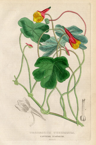 Antique Print-MASHUA-TROPAEOLUM-Drapiez-1853