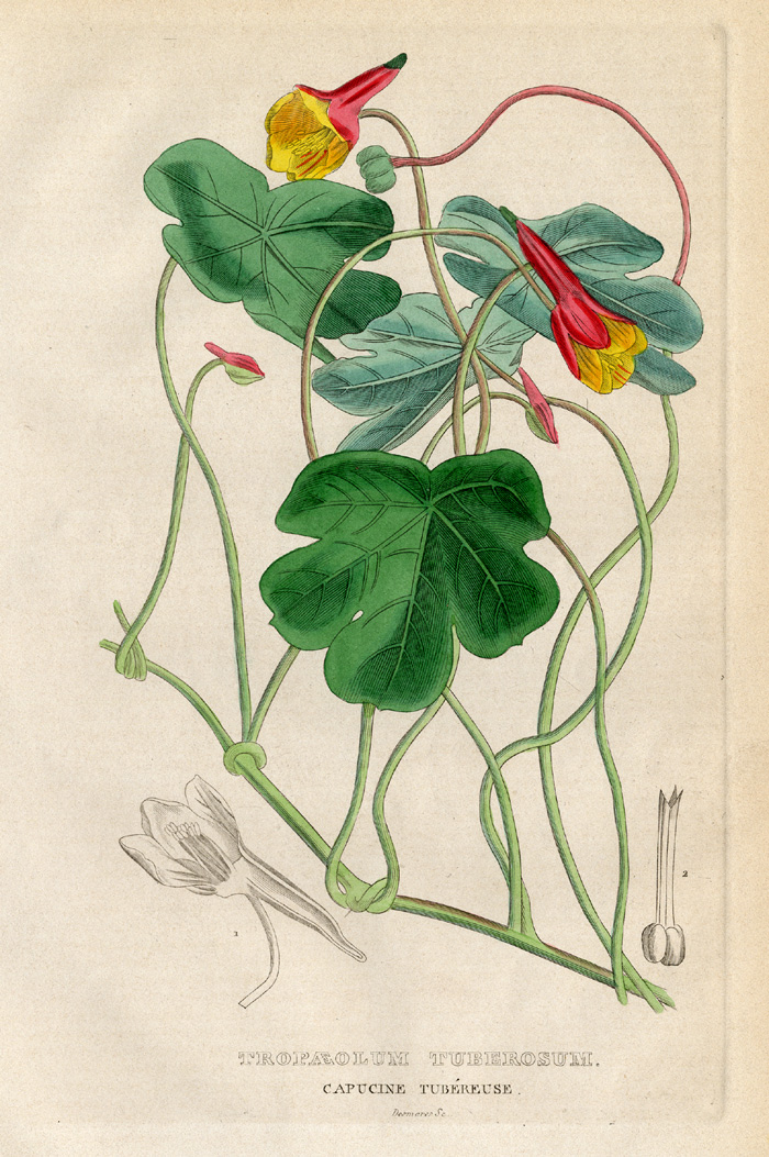 , Antique Print-MASHUA-TROPAEOLUM-Drapiez-1853, Pictura Antique Prints
