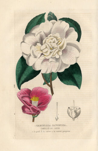 Antique Print-JAPANESE CAMELLIA-Drapiez-1853