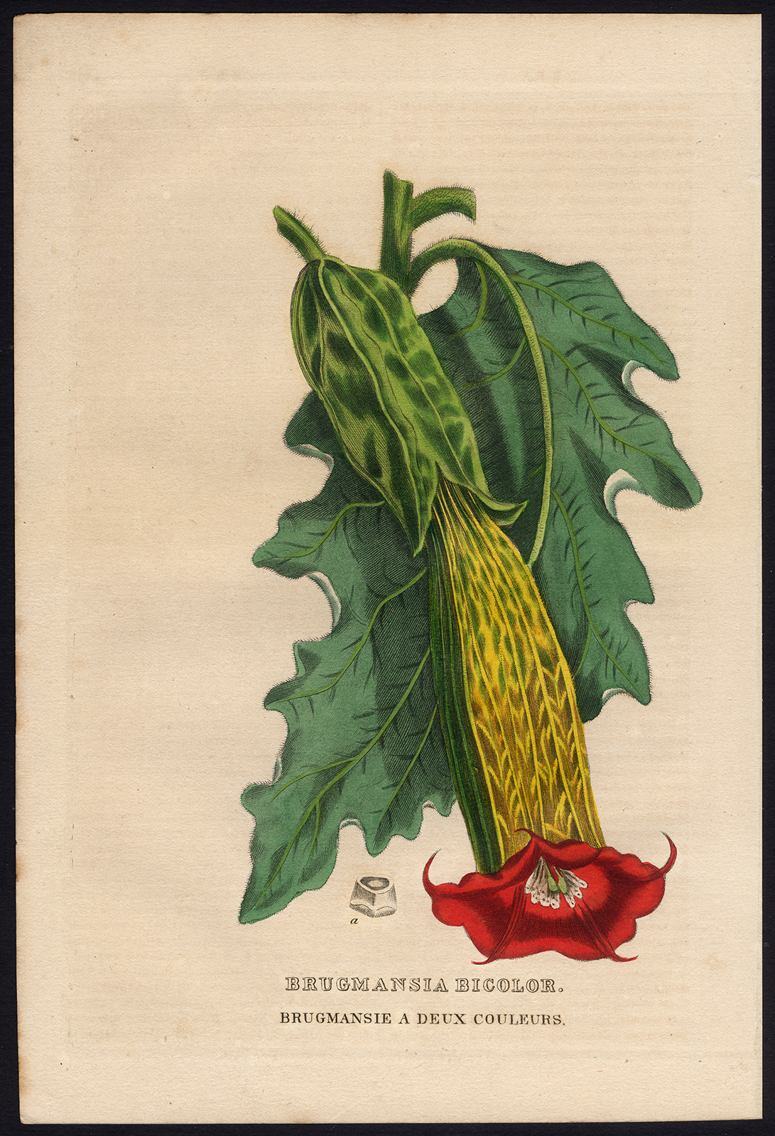 , Antique Print-BRUGMANSIA-DATURA-Drapiez-1853, Pictura Antique Prints