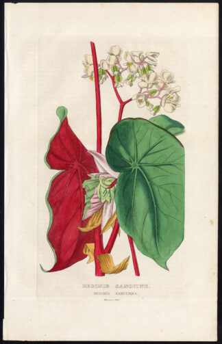 Antique Print-BLOOD RED BEGONIA-Drapiez-1853