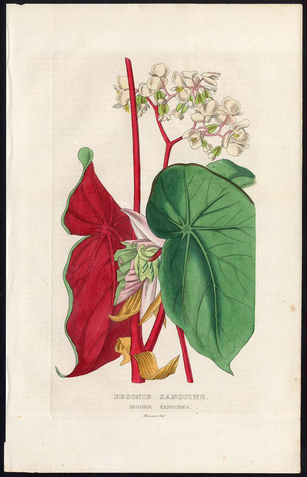 , Antique Print-BLOOD RED BEGONIA-Drapiez-1853, Pictura Antique Prints