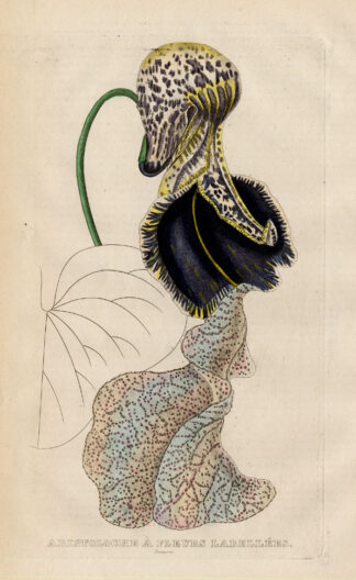 Antique Print-ARISTOLOCHE-DUTCHMAN'S PIPE-ROOSTER FLOWER-Drapiez-1853