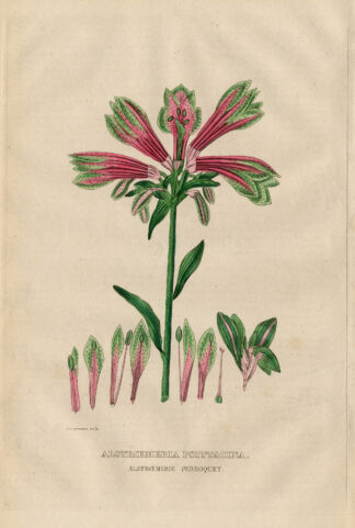 Antique Print-PARROT FLOWER-LILY-Drapiez-1853