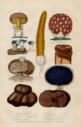 Antique Print-TRUFFLE- PUFFBALL-STINKHORN-MUSHROOMS-Drapiez-1853
