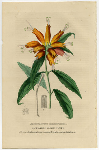 Antique Print-LIPSTICK PLANT-Drapiez-1853