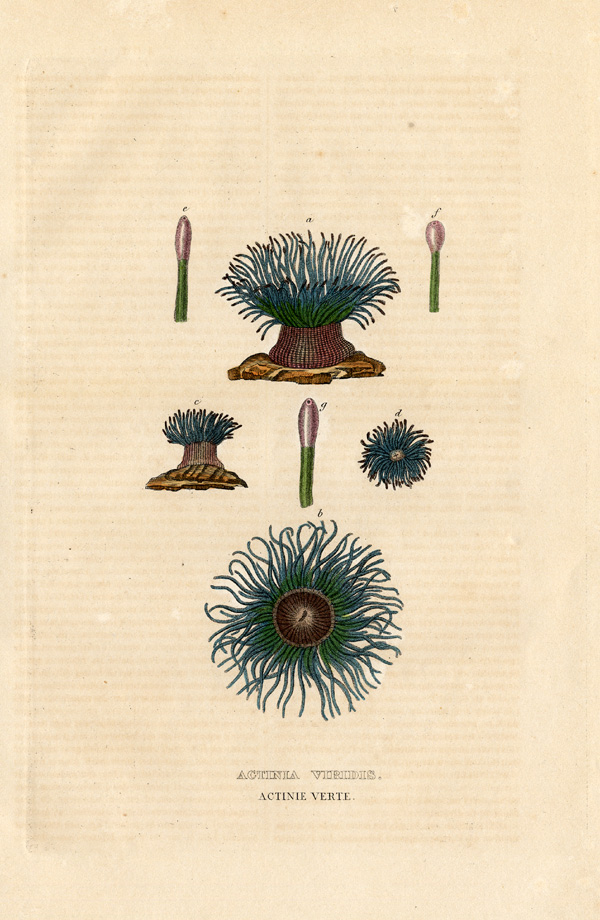 , Antique Print-SNAKELOCKS ANEMONE-Drapiez-1853, Pictura Antique Prints