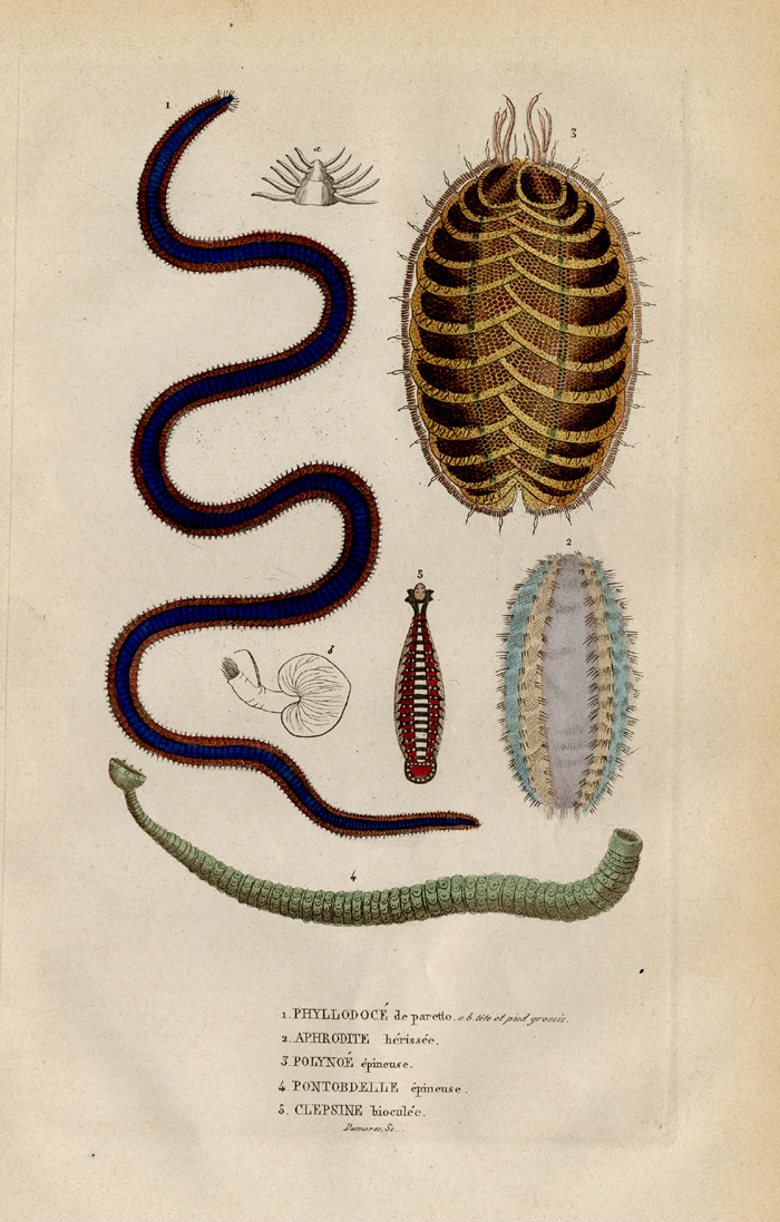 , Antique Print-LEECHES-SEA WORMS-Drapiez-1853, Pictura Antique Prints