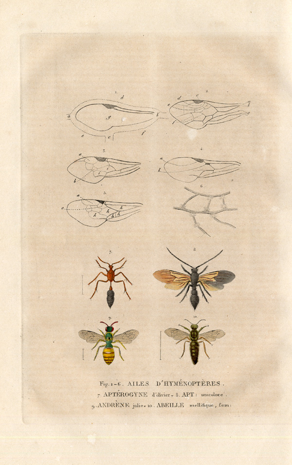 , Antique Print-ANT-BEE-WASP-WINGS-Drapiez-1853, Pictura Antique Prints