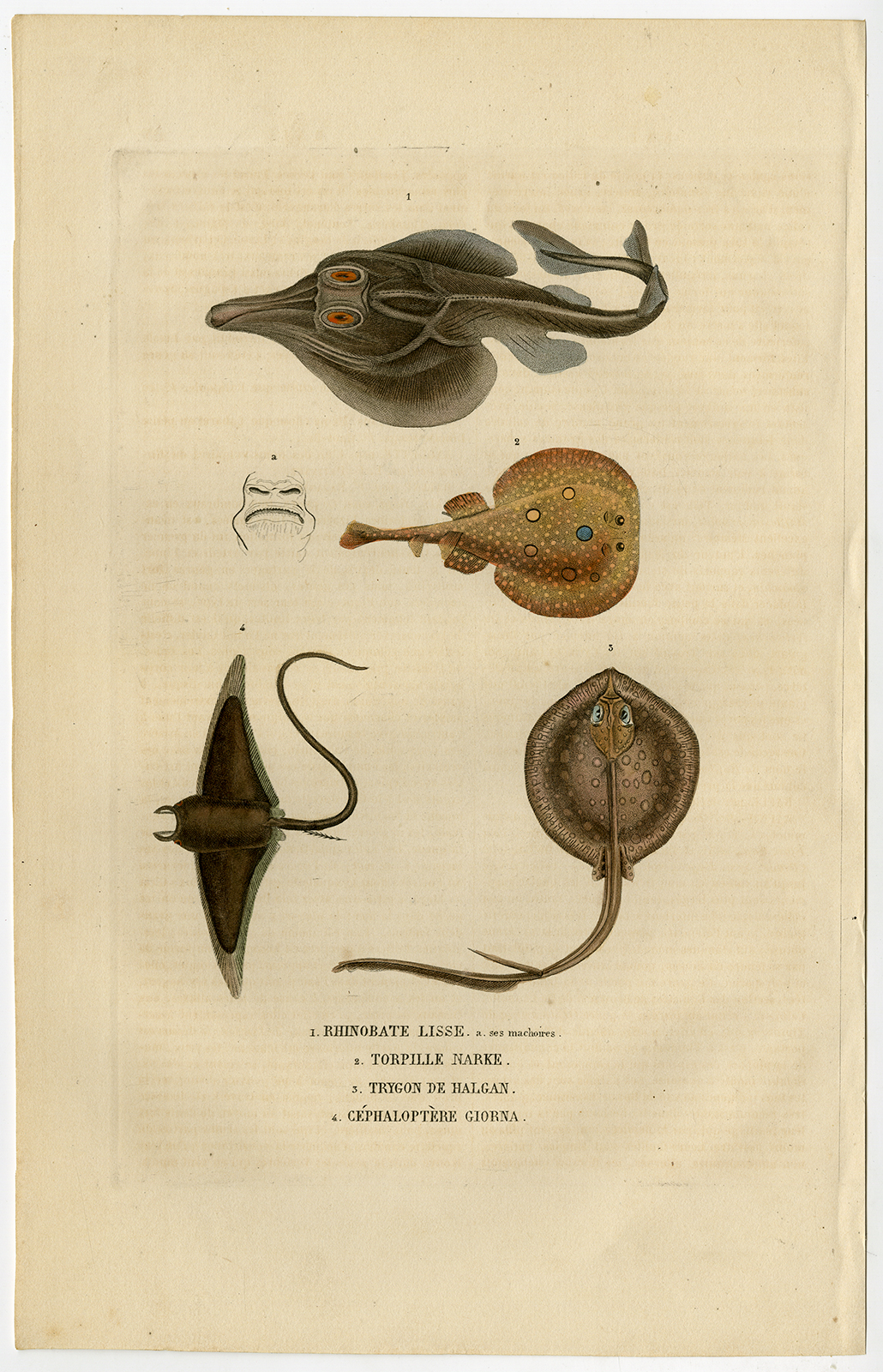 , Antique Print-GUITAR-STINGRAY-DEVIL RAY-Drapiez-1853, Pictura Antique Prints