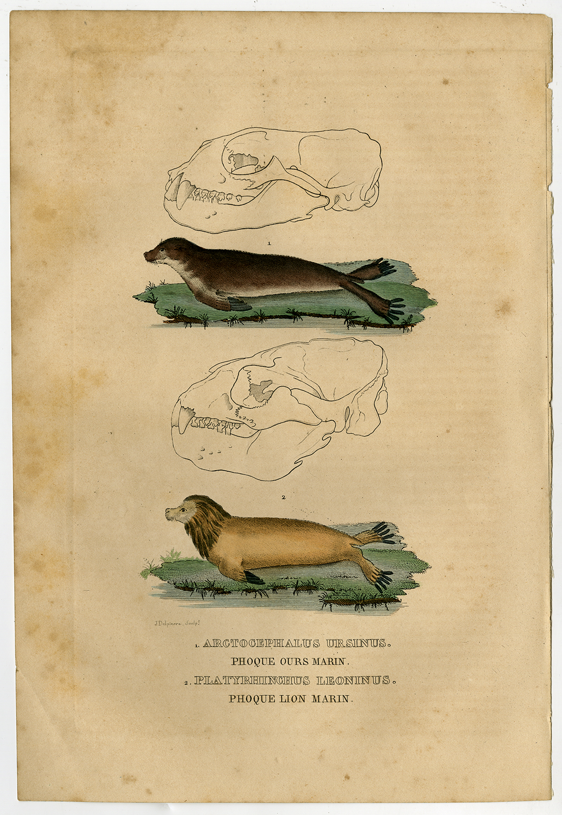 , Antique Print-SEAL-SEA LION-Drapiez-1853, Pictura Antique Prints