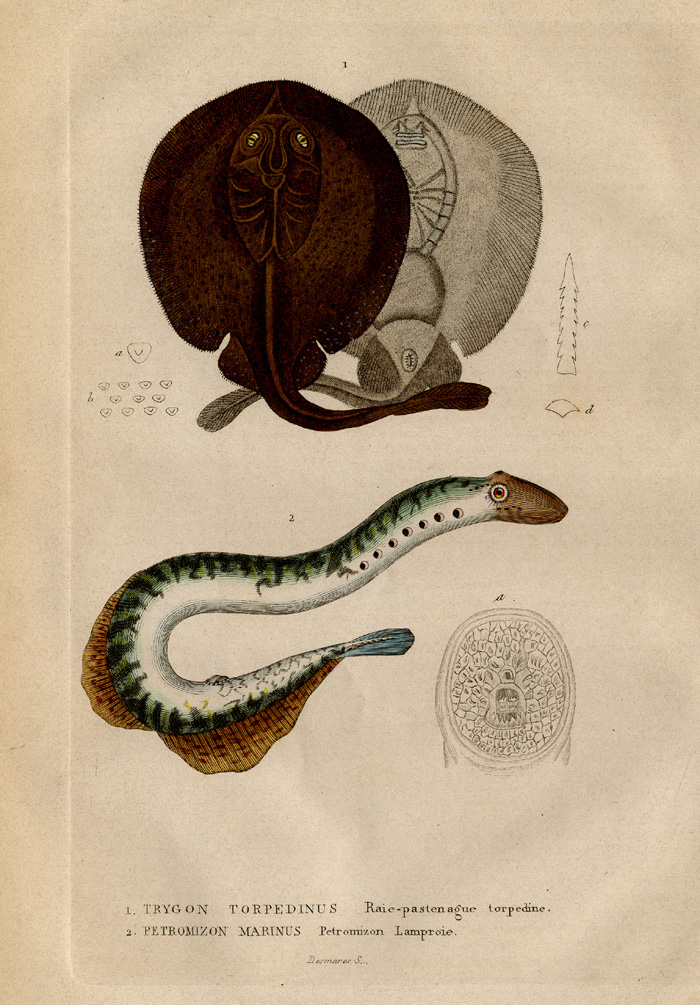 , Antique Print-STINGRAY-LAMPREY-Drapiez-1853, Pictura Antique Prints