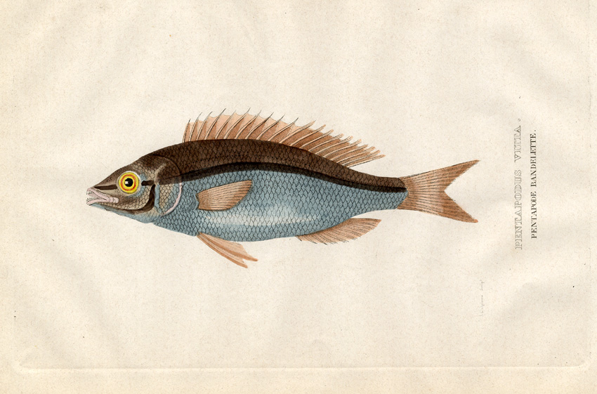 , Antique Print-WESTERN BUTTERFISH-Drapiez-1853, Pictura Antique Prints