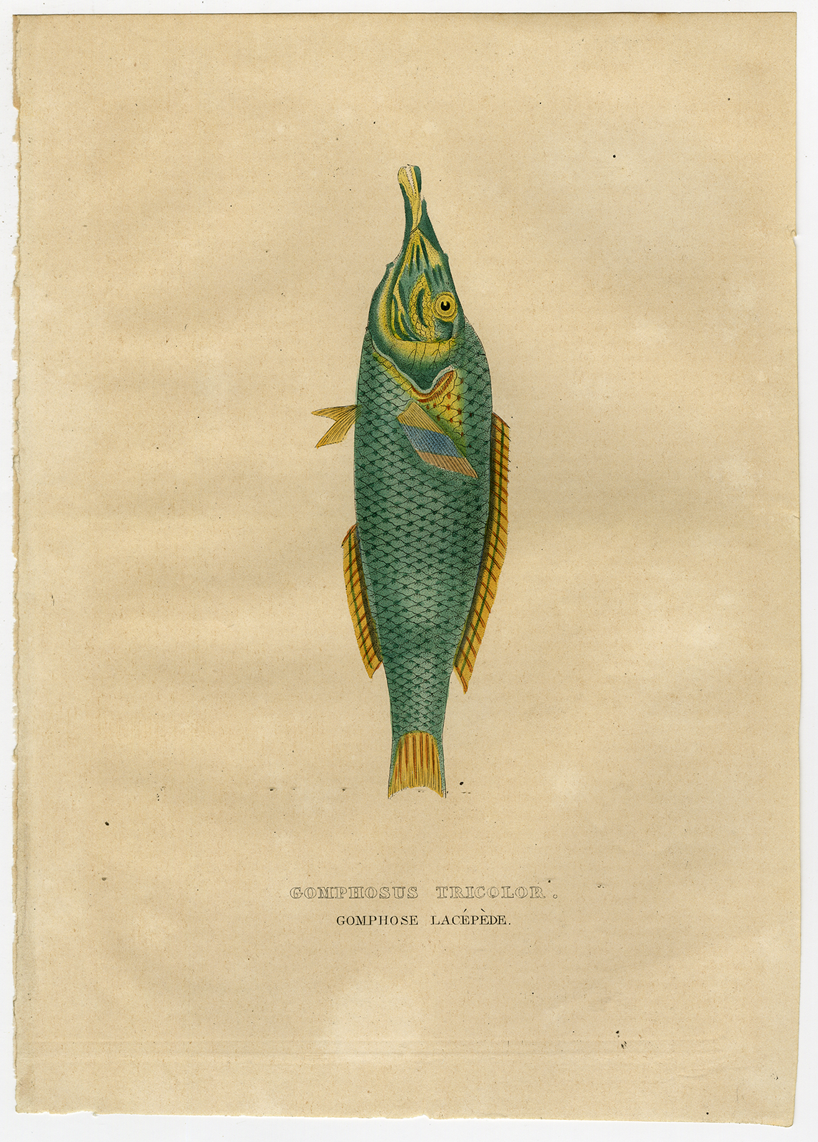 , Antique Print-BIRD WRASSE-FISH-Drapiez-1853, Pictura Antique Prints