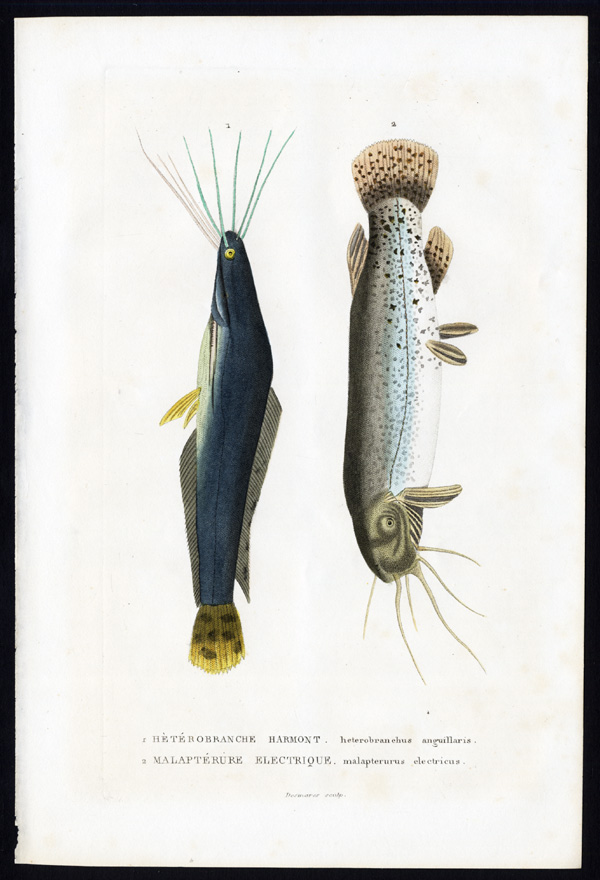 Bb00768 2 416x610 Antique Print-ELECTRIC CATFISH-Drapiez-1853