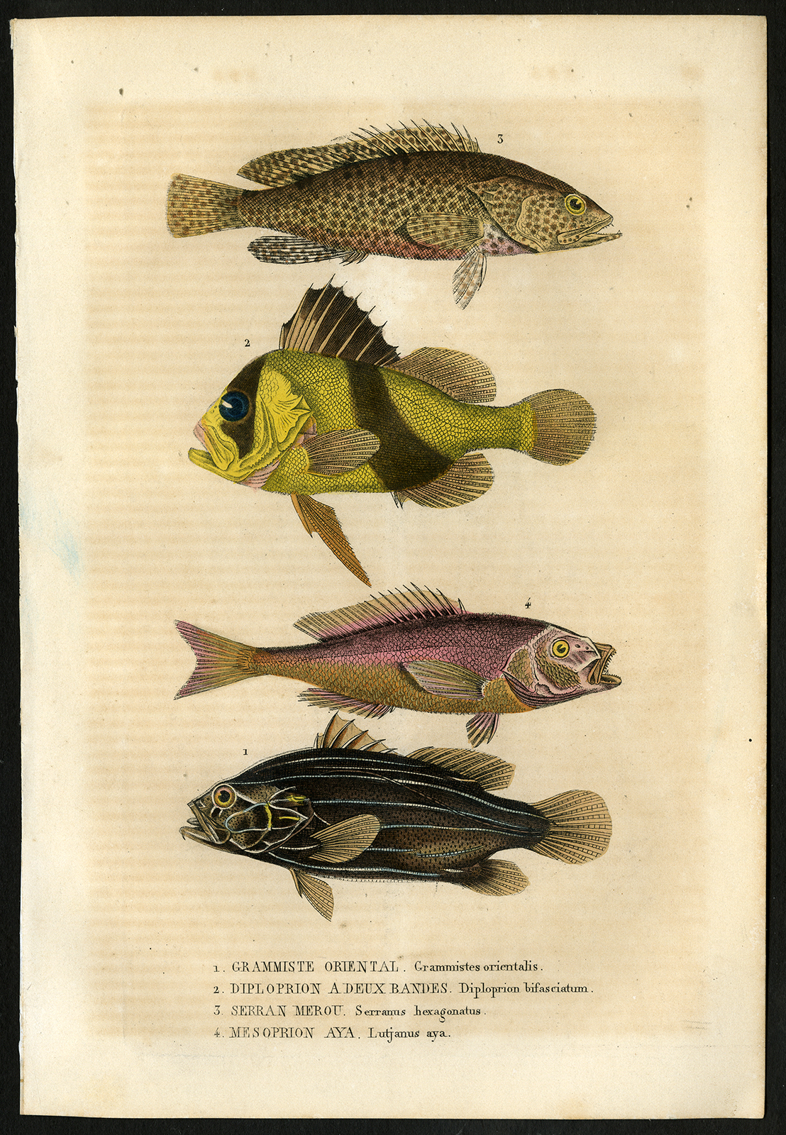 , Antique Print-SNAPPER-SOAPFISH-GROUPER-Drapiez-1853, Pictura Antique Prints