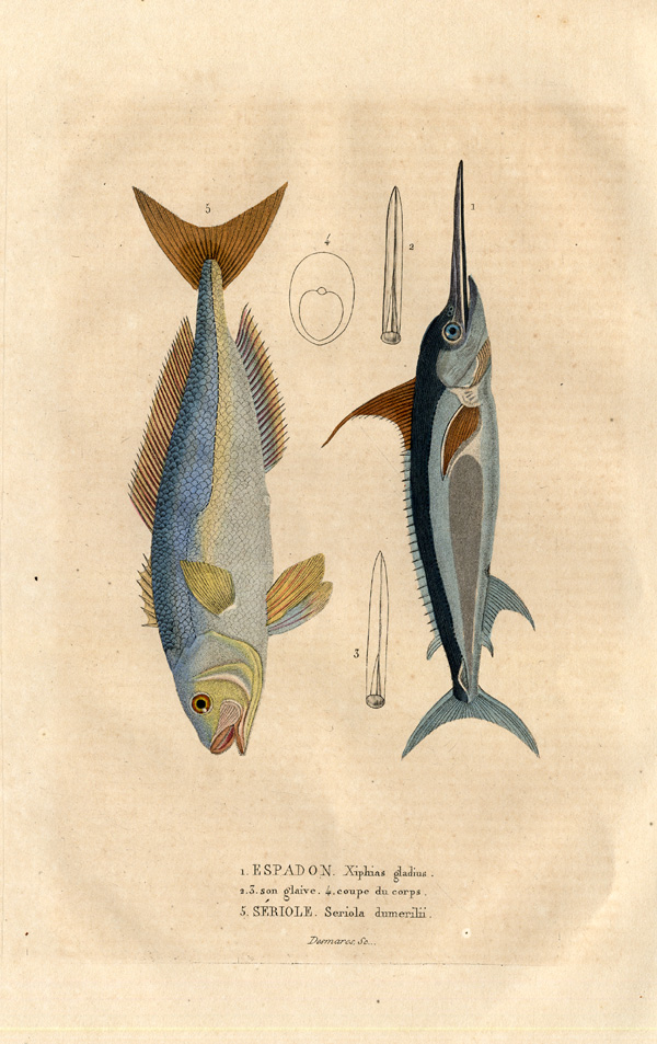, Antique Print-SWORDFISH-YELLOWTAIL-Drapiez-1853, Pictura Antique Prints